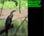 Anhinga